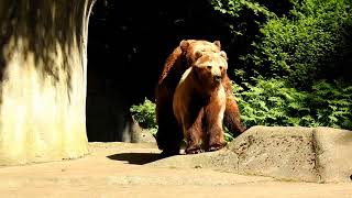 Hagenbeck Tierpark [upl. by Brunhilde52]