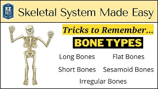 Skeletal System Types of Bones in Under 10 Minutes Anatomy Physiology Human Body [upl. by Alikat]