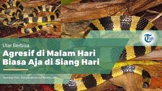 Ular Welang Bungarus fasciatus [upl. by Clovis]