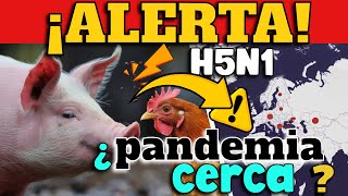 ¡ALERTA GRIPE AVIAR SE EXTIENDE DE MANERA GLOBAL Y AFECTA A CERDOS  ¿PANDEMIA CERCA [upl. by Koa417]