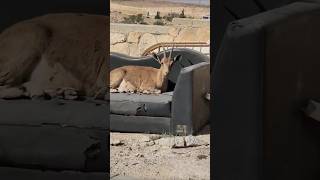 IBEX on A Sofaquot 😂🏜 ibex animals chillout [upl. by Zerep36]