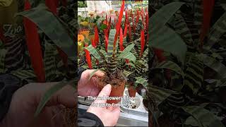 The flaming sword plant  vriesea splendens [upl. by Conni]