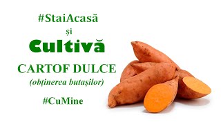 StaiAcasă și cultivă cartof dulce CuMine  Obținerea butașilor [upl. by Arlina298]