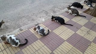 Stray cats live on garbage their appetite increases when they taste dried food and they feel full [upl. by Elletnahc]