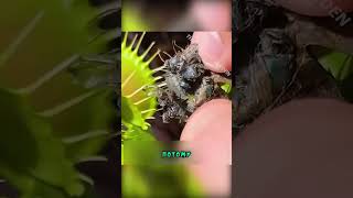 Как же на самом деле они выглядят 😮 TheFlytrapGarden [upl. by Levy776]