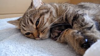 Lili the cat is going to be a good mother [upl. by Lorine]