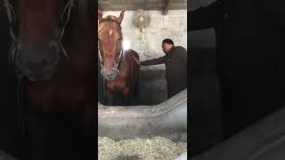 Orchitis in Horse treatment l Dr Mohsin Arshad [upl. by Mcdougall]