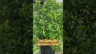 Citrus heavily loaded calamondin garden citrus [upl. by Ennybor264]