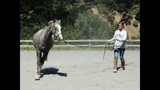 Lunging Part 4  Principles of Straightness [upl. by Peery]