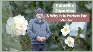 How To Grow amp Maintain a Camellia Japonica  The Greenery Garden amp Home [upl. by Renee]