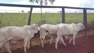 BEZERROS BRAHMAN PO A VENDA [upl. by Resneps]