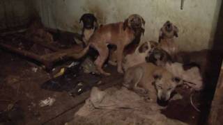 17 Dogs Rescued from Squalor [upl. by Gare]