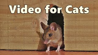 Videos for Cats  Mouse in The House 🐭 A Video for Cats to Watch Mice 🐭 8 HOURS [upl. by Gunzburg]