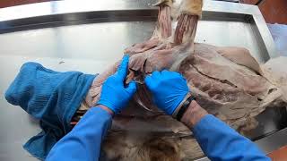 Canine Thoracic Limb Muscles amp Nerves [upl. by Beera]