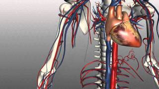 Veins of the body  PART 1  Anatomy Tutorial [upl. by Past]