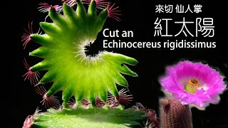 Cut a Echinocereus rigidissimus 切仙人掌系列 紅太陽 [upl. by Atimed]