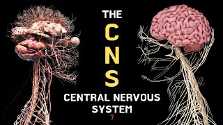 The Central Nervous System CNS 🧠 neurology [upl. by Renny840]