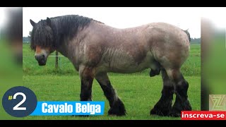 TOP 10 CAVALOS BOMBADOS DO MUNDO [upl. by Ginnifer]