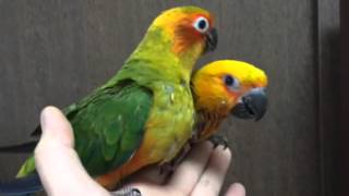 Tamed Sun conure and Jenday conure [upl. by Ereveniug]