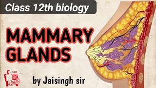 mammary glands स्तन ग्रंथियाँ   Hindi medium  class 12th biology and NEET mammarygland [upl. by Esmaria]