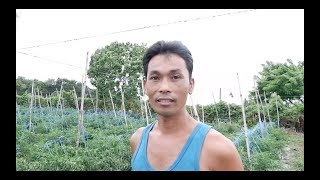 Successful Hot pepper farmer who started from zero knowledge and small capital [upl. by Eedrahs]