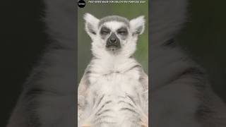 Lemur science sciencefacts shorts [upl. by Modeste918]