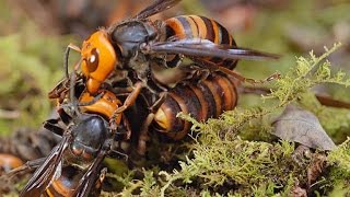 Two Giant Killer Hornet Colonies Fight to the Death [upl. by Anisor]