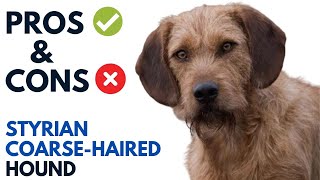 Styrian Coarse Haired Hound Pros and Cons  Steirische Rauhhaarbracke Advantages and Disadvantages [upl. by Akinna]