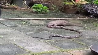 Snake  Cobra  vs Mongoose Real Fight  Animal Fight  snake vs mongoose  Real video [upl. by Anasxor669]