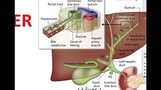 Biochemistry liver function Bilirubinurobilinogen and jaundice part 2 [upl. by Ahsinyd]