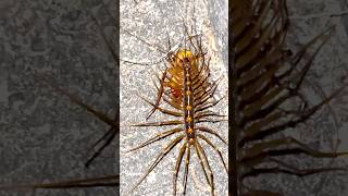 House Centipedes vs cockroach 🪳 🙀⚠️☠️ wildlife nature animal insects fighting centipedes [upl. by Ettesel64]