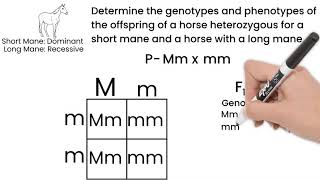 Genetic Cross Monohybrid Cross Short Simple Science [upl. by Ellynn444]