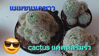 ep78 แมมขนนกขาว mammillaria plumosa mammillaria cactus noomcactus โดยลุงเท่ง [upl. by Wilder]