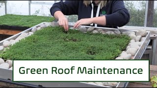 Green Roof Maintenance  Lizs Maintenance Tips for your Green Roof [upl. by Bridget]