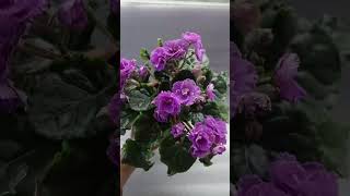 N177 Fialka Безимяшка gullar фиалки flowers violet цветы shortvideo shorts [upl. by Isma]