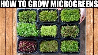 How To Grow Microgreens  Ready To Eat in 10 Days [upl. by Calore]