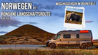 Norwegen mit dem Wohnmobil  Rondane Landschaftsroute amp Moschusochsen im Dovrefjell Nationalpark [upl. by Elag752]