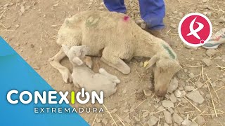 Posible nuevo foco de lengua azul en Extremadura  Conexión Extremadura [upl. by Coltun]