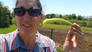 Extending your rhubarb harvesting season for the entire summer [upl. by Walden]