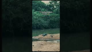 🌿 Inside Yala National Park  Sri Lanka’s Wild Paradise 🐆✨ shorts shortsvideo [upl. by Lilas]