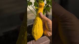 Squash Growing Vertically quotFall Time In Greenhouse quot No Heat newyork squash gardening [upl. by Jerold]