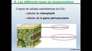 Physiologie végétale  Nutrition carbonée 11  Réactions de la photorespiration [upl. by Algie]