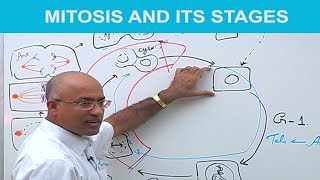 Mitosis and Its Stages  Phases of Mitosis 👨‍⚕️ [upl. by Hogan858]