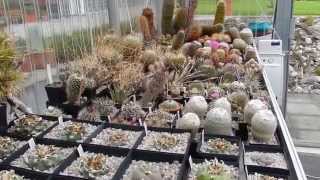 My Cacti Collection 2013 [upl. by Naloj]