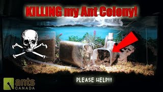 Something Is Killing My Ant Colony  Please help [upl. by Yasnyl]