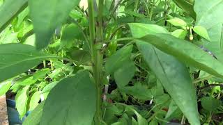 âŸ¹ Italian Pepperoncini Pepper Capsicum annuum [upl. by Carder]