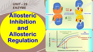 Allosteric Enzymes  Allosteric Inhibition amp Allosteric Regulation  Feedback Inhibition  Enzyme 29 [upl. by Mckinney]