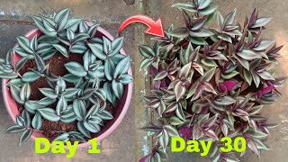 How to make mini inch plant growing in pot  Growing inch plant at home  Garden Grafting [upl. by Joashus]