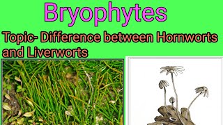 Difference between liverworts and hornworts [upl. by Sirama]