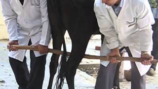 Lifting one of the hind limbs in Cattle [upl. by Etterraj]